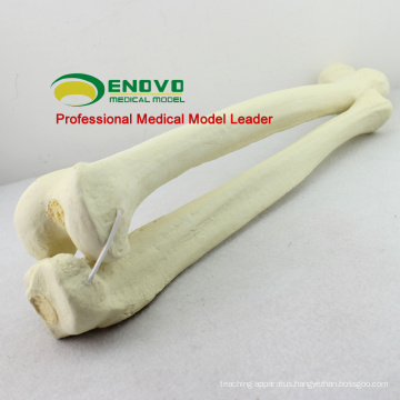 WHOLESALE SIMULATION BONE 12315 Medical Anatomy Artificial Femur + Tibia Bone , Orthopaedics Practice Simulation Bone